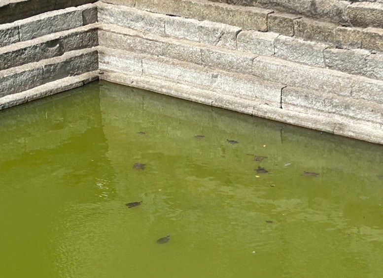A stone wall surrounding a body of water with greenish algae. 4