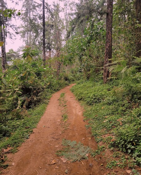 Picture 5 for Activity Arusha nature hike to Napuru waterfalls. 5