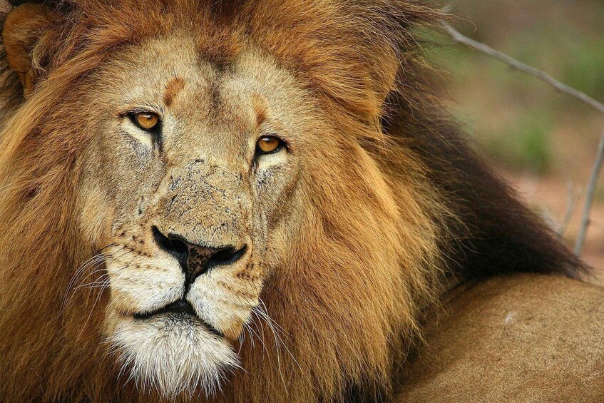 Cape Town: Aquila Game Reserve Safari with Breakfast & Lunch 1