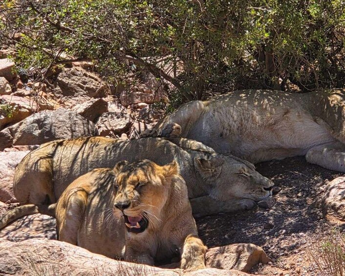 Picture 3 for Activity Cape Town: Big 5 Game Drive Safari with Breakfast & Lunch 4