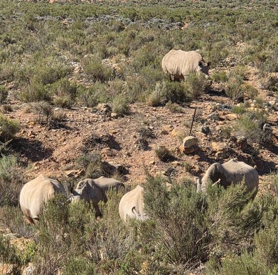 Picture 4 for Activity Cape Town: Big 5 Game Drive Safari with Breakfast & Lunch 3