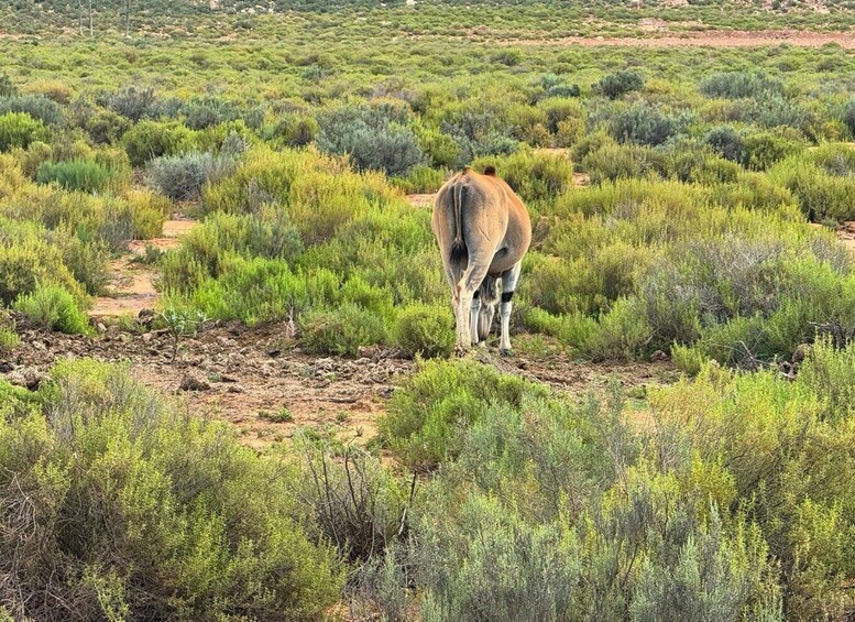 Picture 2 for Activity Cape Town: Big 5 Game Drive Safari with Breakfast & Lunch 5