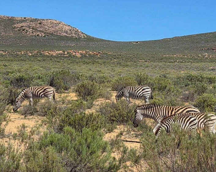 Picture 7 for Activity Cape Town: Big 5 Game Drive Safari with Breakfast & Lunch 2