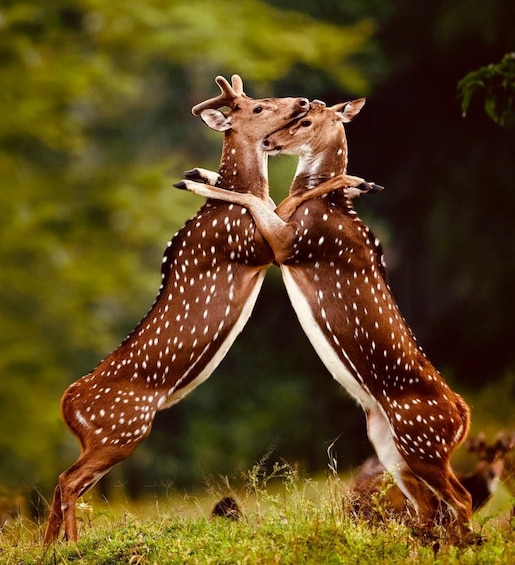 Two deer with white spots standing on their hind legs, facing each other in a forested area. 2