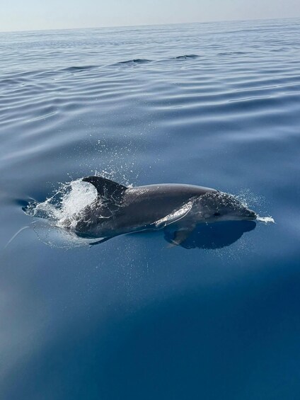 A whale breaching the surface of the ocean. 2