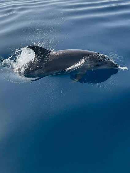 A dolphin swimming in clear blue water. 1