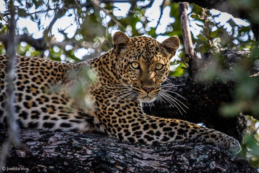 Picture 3 for Activity From Zanzibar: Selous Game Reserve Full-Day Safari 3