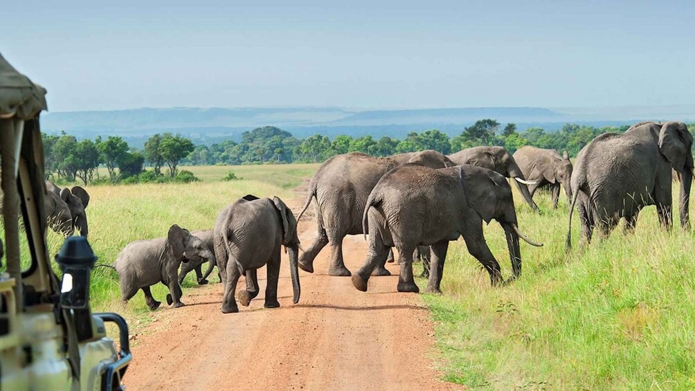 Picture 5 for Activity From Zanzibar: Selous Game Reserve Full-Day Safari 4
