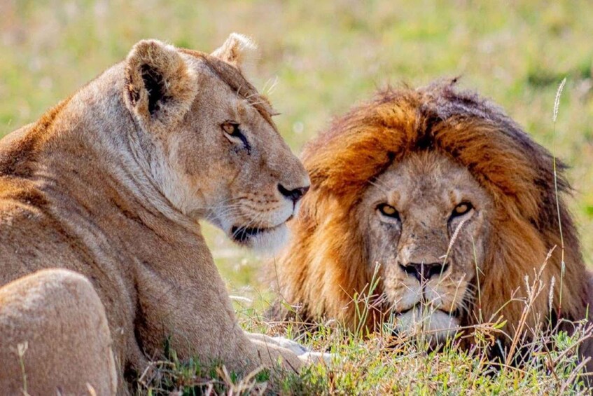 From Zanzibar: Selous Game Reserve Full-Day Safari 1