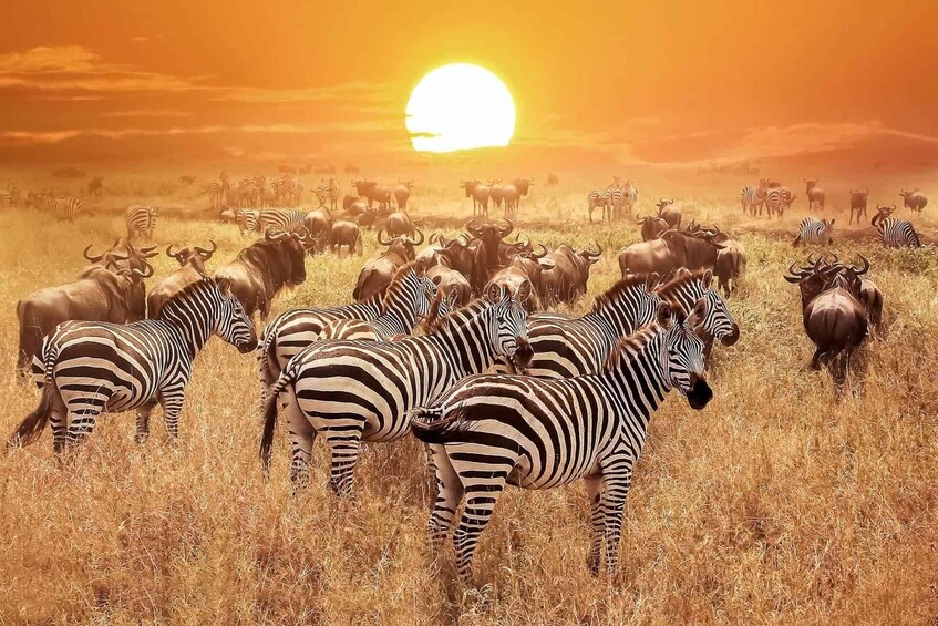 Picture 4 for Activity From Zanzibar: Selous Game Reserve Full-Day Safari 5