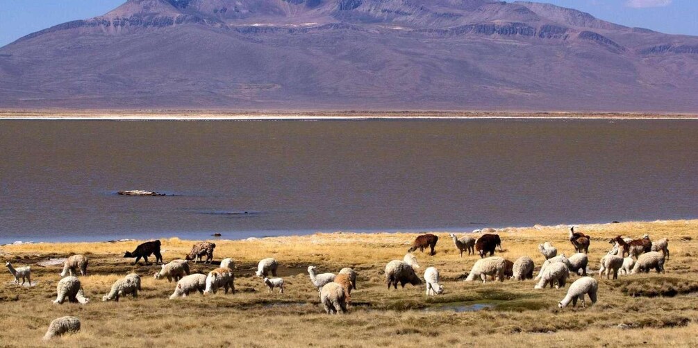 A herd of sheep grazing near a body of water with mountains in the background. 3