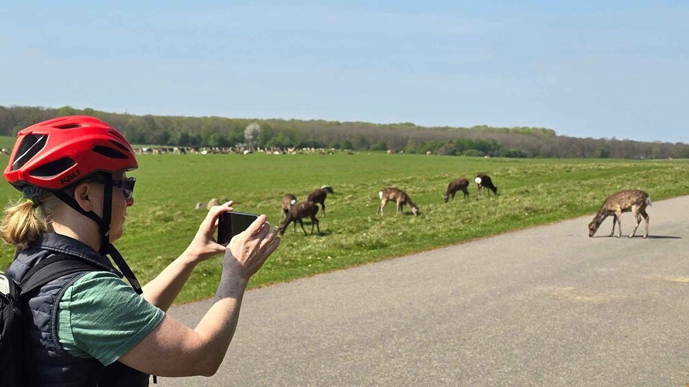 Picture 6 for Activity Copenhagen: Guided Tour Deer Park in Klampenborg 4