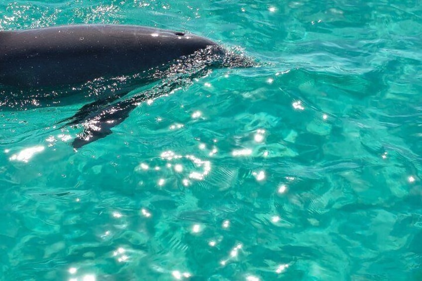 A whale swimming in clear blue water. 1
