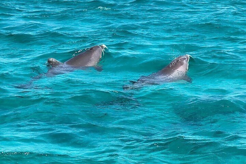 Two dolphins swimming in turquoise water. 2