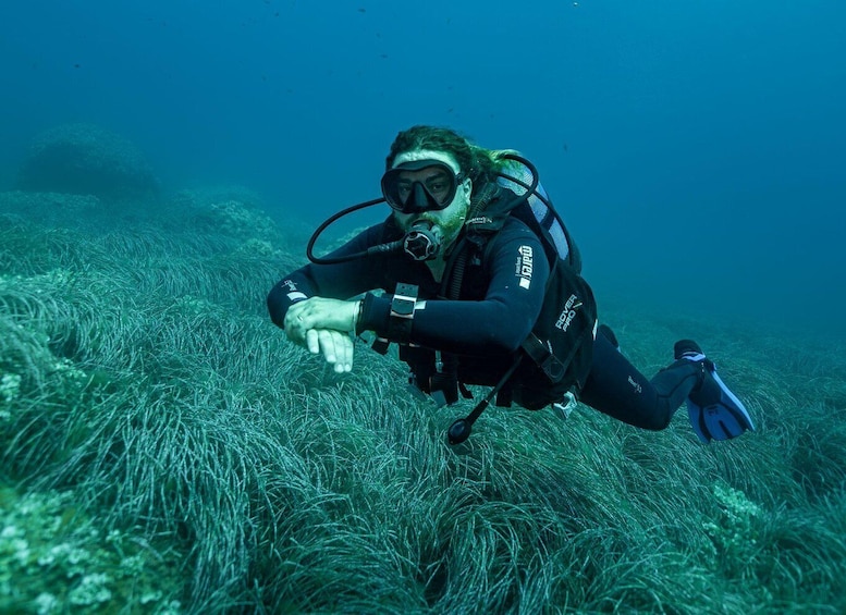A scuba diver underwater, surrounded by marine vegetation. 4