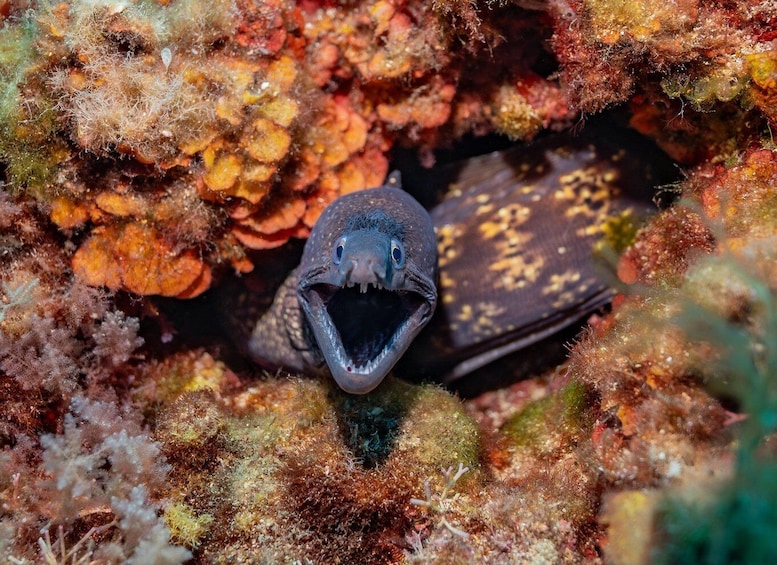 A shark with its mouth open, surrounded by colorful coral and marine life. 3
