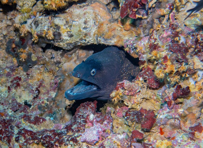 A fish with a dark body and blue fins, partially hidden among colorful coral and rocks. 3