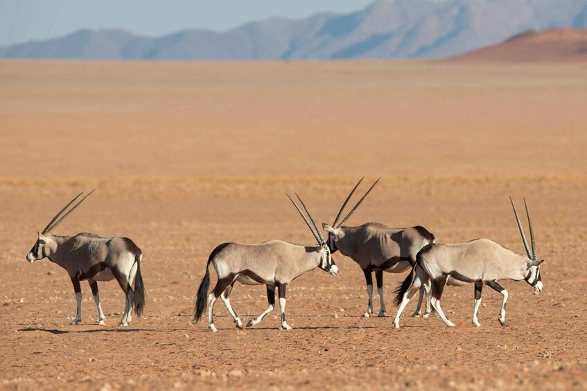 3 Day Sossus Vlei Desert & Dunes Experience Namibia 1