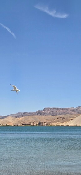 Picture 72 for Activity Las Vegas: Ultimate Adventure RZR Tour with Lunch 3