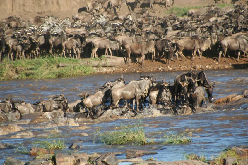 3 Days Migration Trip in Serengeti and Ngorongoro 1