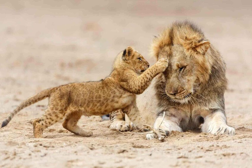 Picture 3 for Activity 3 Days Migration Trip in Serengeti and Ngorongoro 3