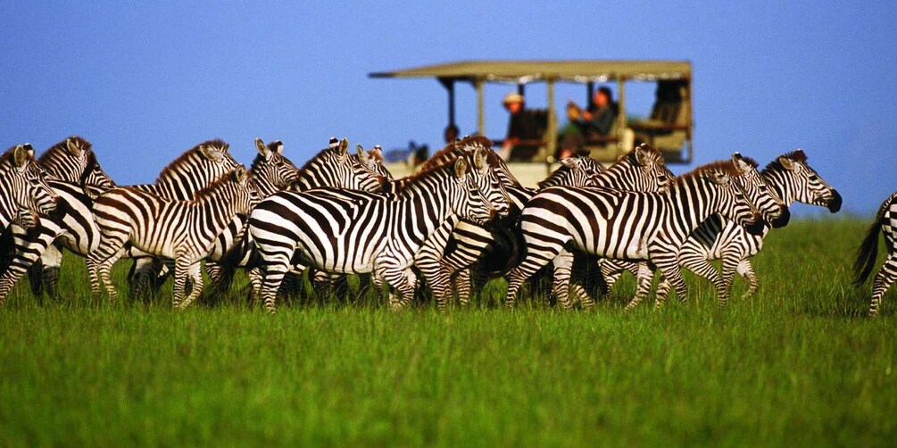 Picture 1 for Activity 3 Days Migration Trip in Serengeti and Ngorongoro 5