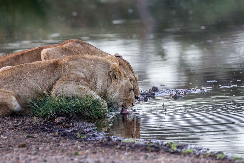 Picture 8 for Activity 3 Days Migration Trip in Serengeti and Ngorongoro 2