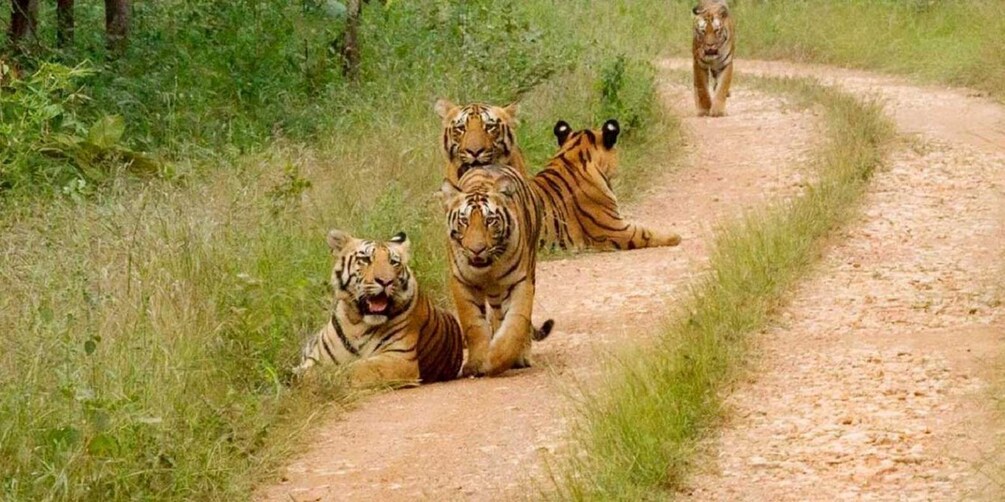 Four tigers on a dirt path surrounded by grass. 1