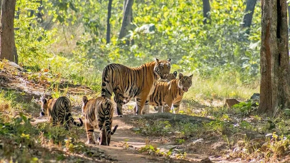 A group of tigers walking on a forest path. 5