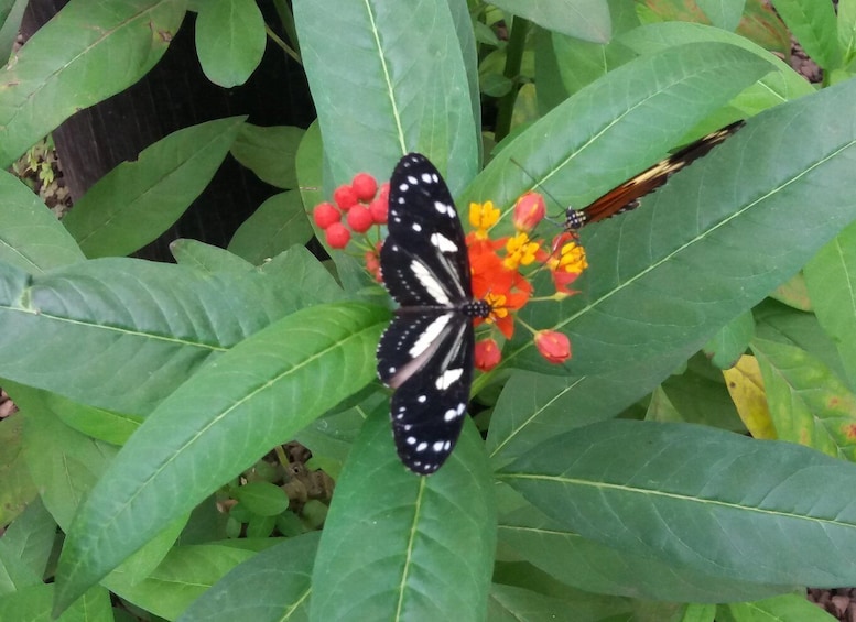 A black butterfly with white spots on a green leaf with red berries. 2
