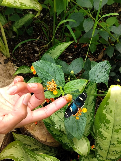 A hand holding a butterfly with black and white wings, near a plant with green leaves and small orange flowers. 3