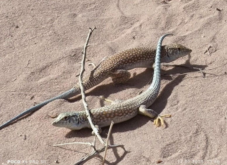 A lizard on a sandy surface with branches. 2