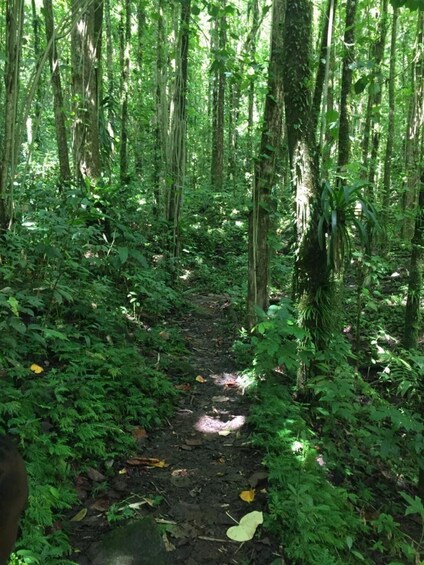 A forest path surrounded by dense green foliage and tall trees. 2