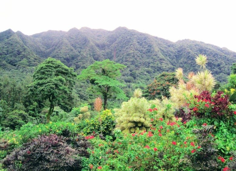 A lush landscape with diverse vegetation and a mountain range in the background. 1