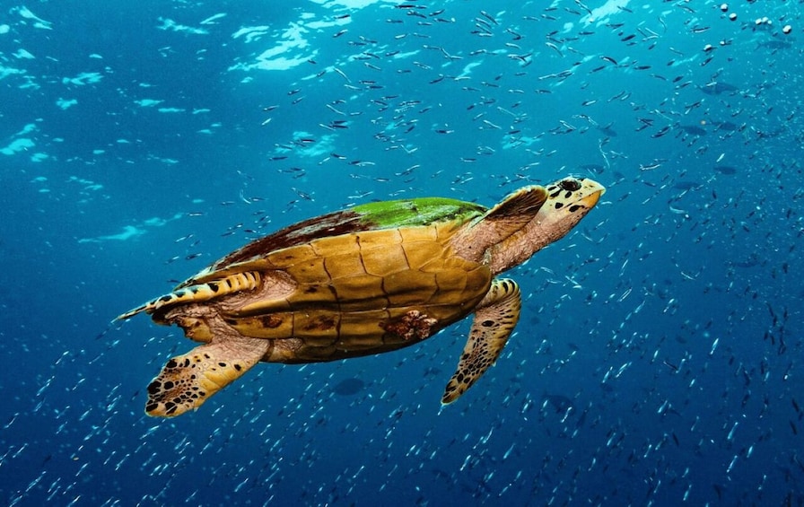 A sea turtle swimming underwater. 2