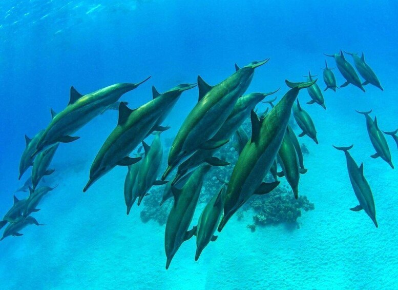 A school of dolphins swimming in clear blue water. 4