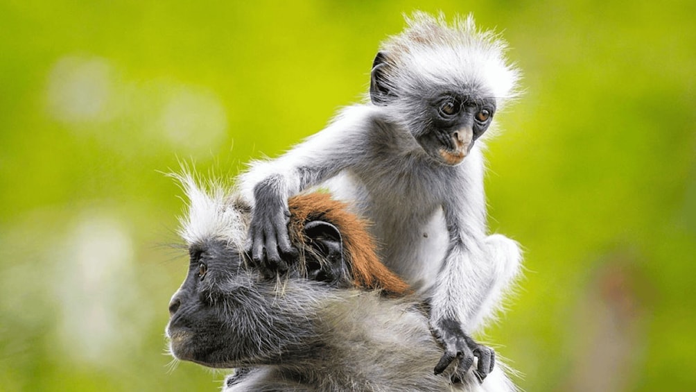 A monkey with white and grey fur sitting on another monkey's back. 5