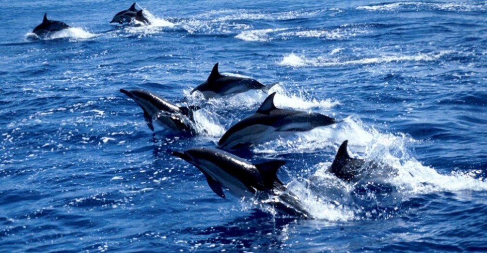 Dolphins jumping out of the ocean. 1