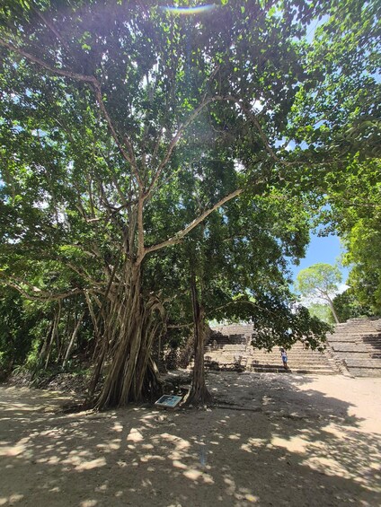 A large tree with extensive roots, a stone staircase, and a clear blue sky. 3