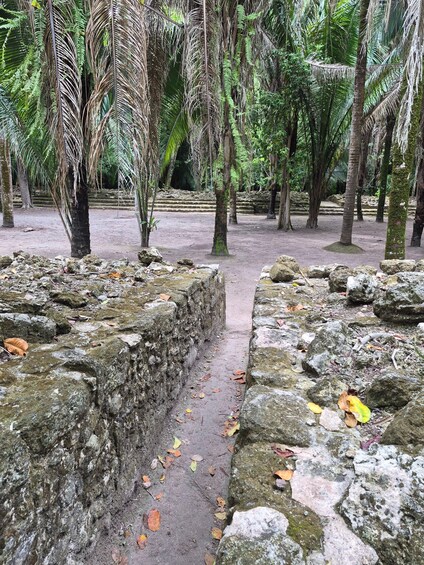 A forested area with stone pathways and palm trees. 2
