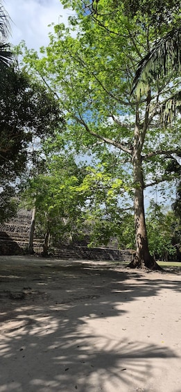 A tree-lined park with a stone wall and a clear sky. 3