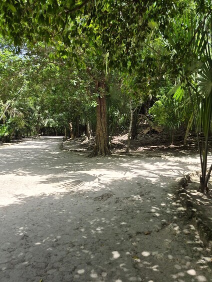 A pathway through a dense forest with sunlight filtering through the trees. 4