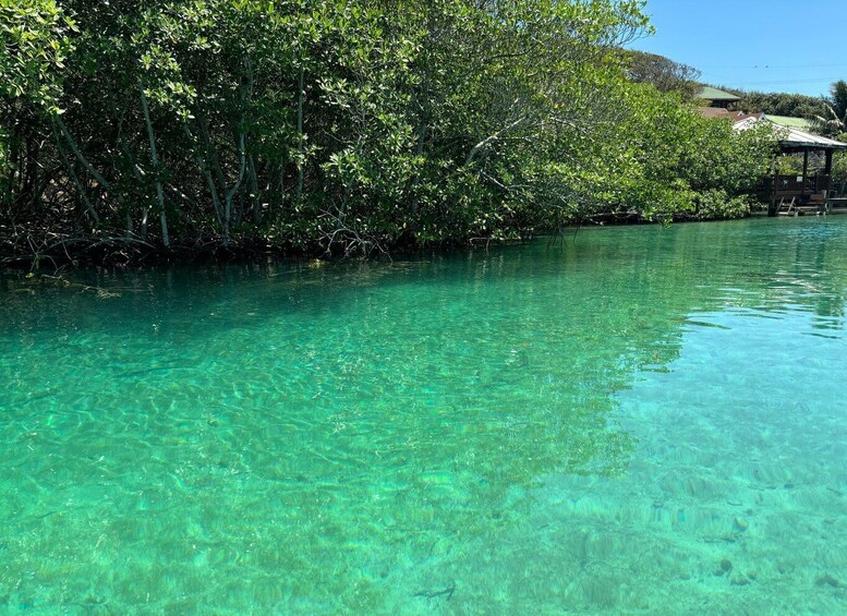 A clear turquoise water body surrounded by dense mangrove trees. 5