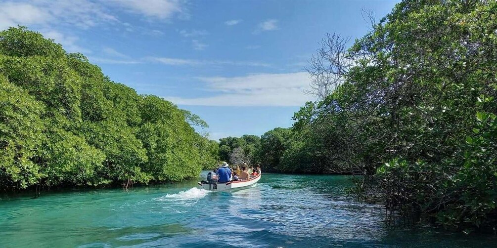 A boat navigating a narrow waterway flanked by dense mangrove forests. 3