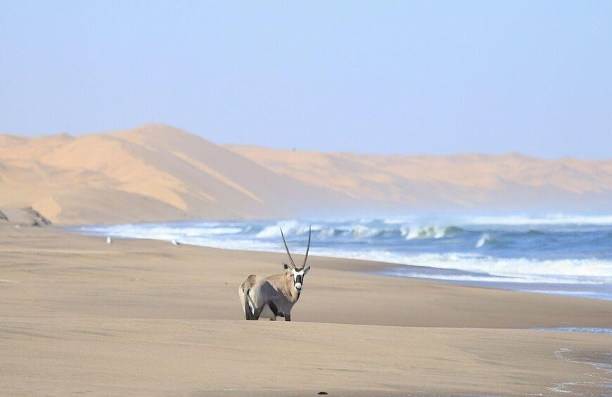 Sandwich Harbour: Namibia’s Ultimate Desert Meets Full Day 1