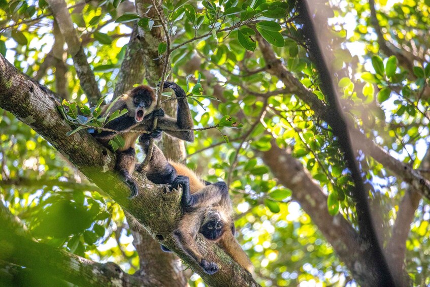 A monkey clinging to a tree branch amidst dense foliage. 4