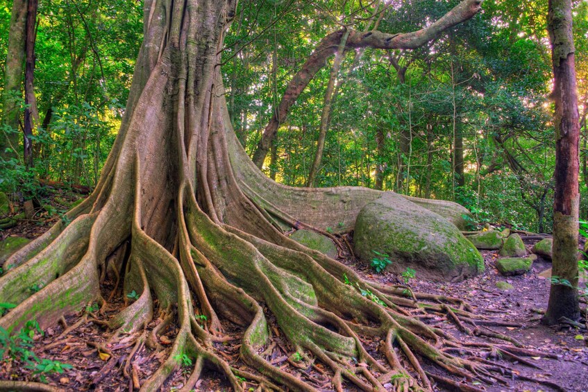 A large tree with extensive roots and a moss-covered trunk in a dense forest. 3