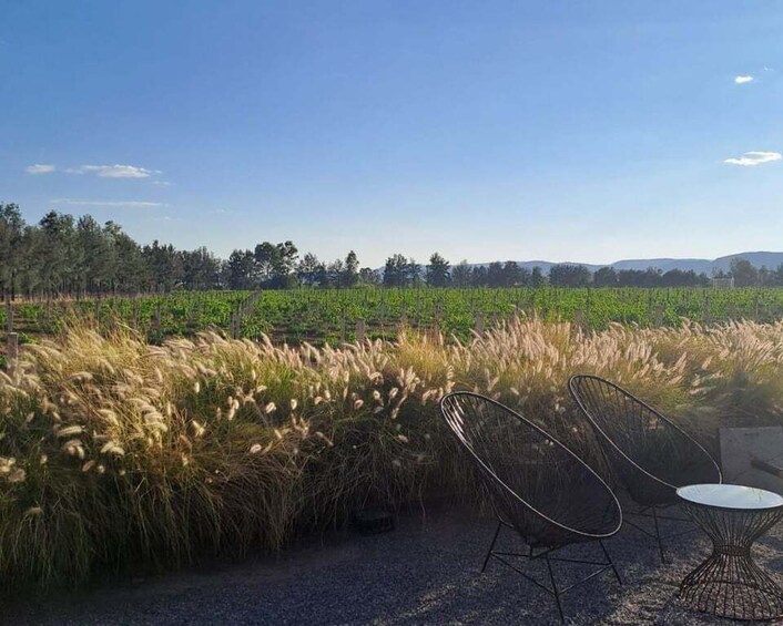 Picture 11 for Activity Private Wine Tour – Aguascalientes from Guadalajara 4