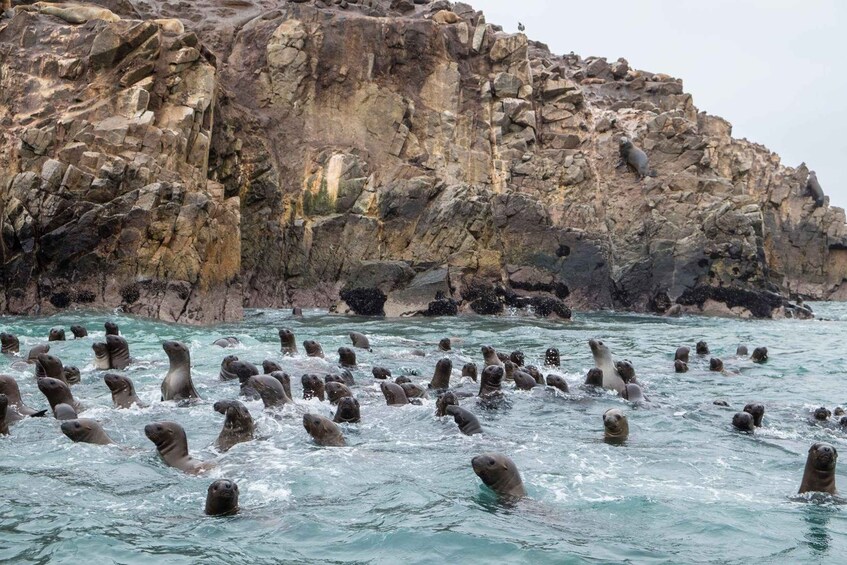Un grupo de lobos marinos nadando en el océano cerca de acantilados rocosos. 5