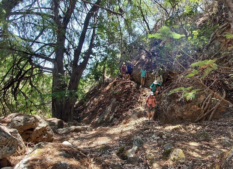 Hikers on a forest trail with rocky terrain and dense foliage. 4